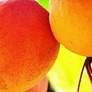 Абрикос Любимый