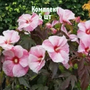 Комплект 5шт / Гибискус Коппер Кинг