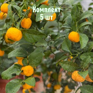 Комплект 5шт / Мандарин Кераджи