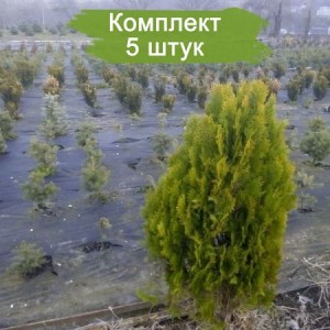 Комплект 5шт / Туя Колумна сеянец до 15 см