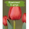 Луковицы тюльпана Севилла (Sevilla) -  5 шт.: фото и описание