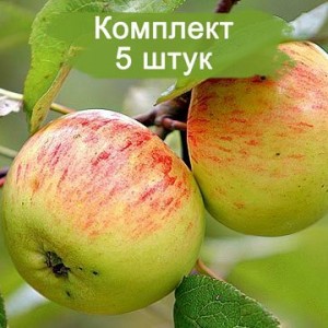 Комплект 5шт / Яблоня Коричное полосатое