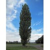Саженец тополя Пирамидальный (от 150 см): фото и описание