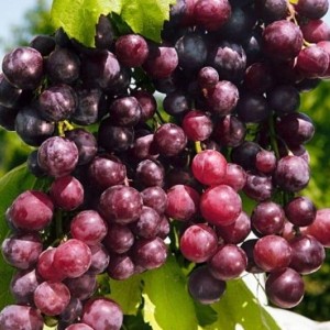 Виноград Александр